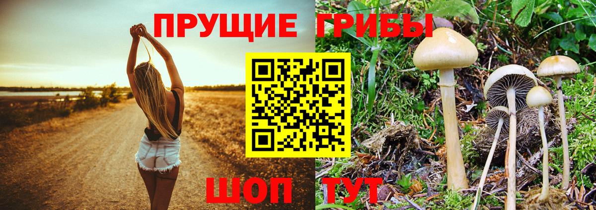 Углич  Галлюциногенные грибы Psilocybe  Вход с VPN 